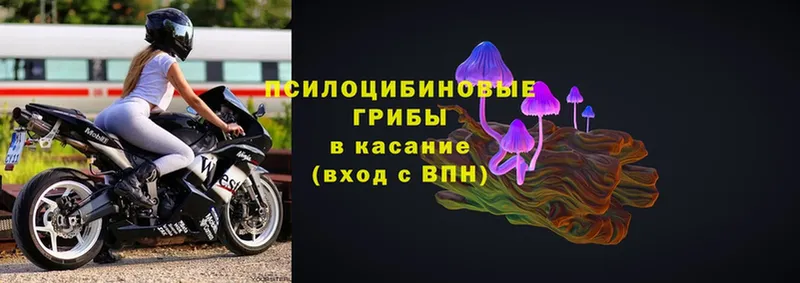 Псилоцибиновые грибы Psilocybe  Верхнеуральск 